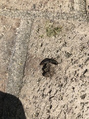 Platydracus tarsalis