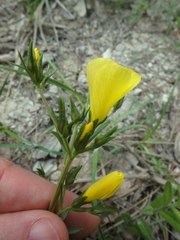 Linum tauricum