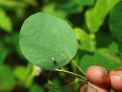 Desmodiastrum racemosum