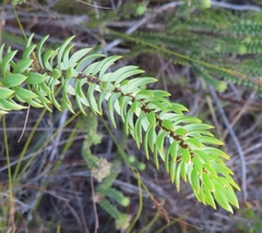 Lachnaea aurea