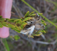 Lachnaea aurea