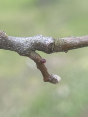 Amphibolips ellipsoidalis