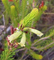 Erica viscaria