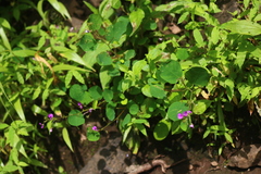 Desmodiastrum racemosum