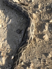 Pseudelaphe phaescens