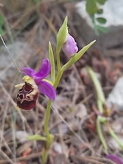 Ophrys fuciflora