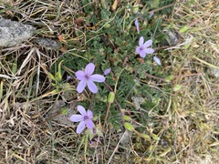 Erodium maritimum
