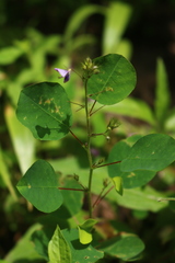 Desmodiastrum racemosum