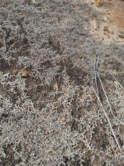 Selaginella nivea nivea