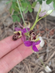 Ophrys fuciflora