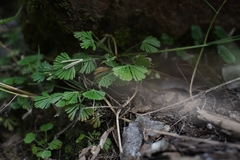 Actiniopteris radiata