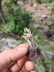 Actiniopteris radiata