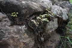 Actiniopteris radiata