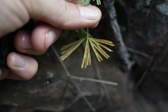 Actiniopteris radiata