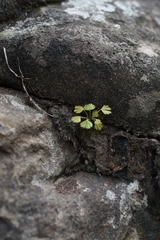 Actiniopteris radiata