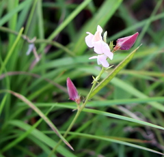 Tephrosia onobrychoides