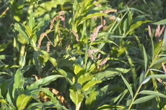 Persicaria ferruginea