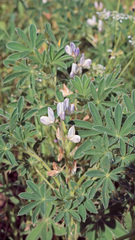 Lupinus albus