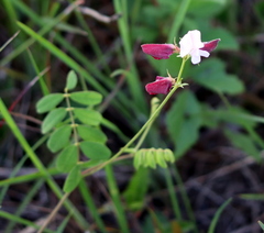 Tephrosia onobrychoides