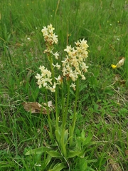 Orchis x plessidiaca