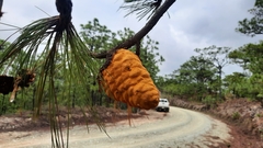 Cronartium conigenum