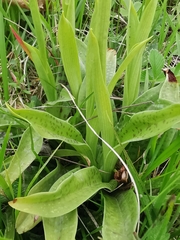 Orchis x plessidiaca