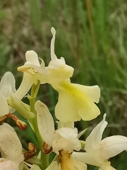 Orchis x plessidiaca