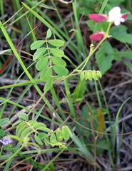 Tephrosia onobrychoides