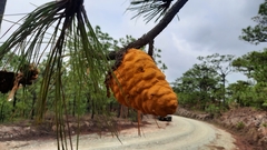 Cronartium conigenum