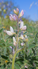 Lupinus albus