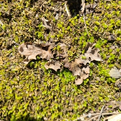 Peltigera ponojensis