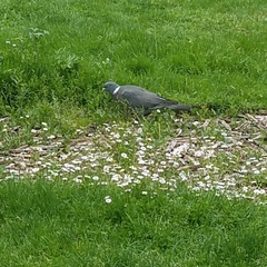 Columba palumbus