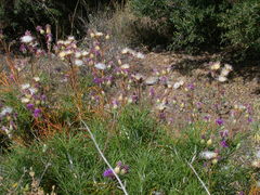 Ptilostemon chamaepeuce