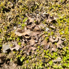 Peltigera ponojensis