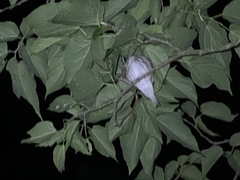 Muscicapa griseisticta