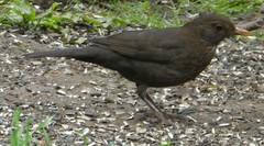 Turdus merula