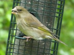 Chloris chloris