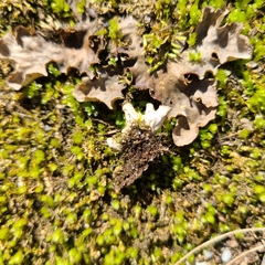 Peltigera ponojensis