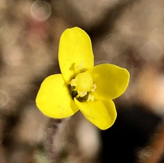 Camissonia contorta