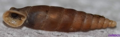 Idyla bicristata