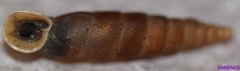 Idyla bicristata