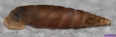 Idyla bicristata