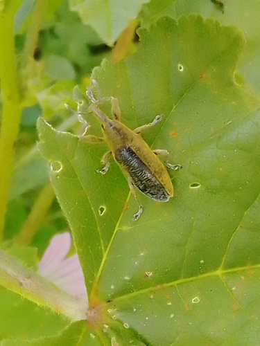 Elongated Bean Weevil, Agualva-Cacém, Portugal, photo 9 of 10
