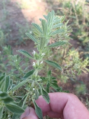 Leucas neuflizeana