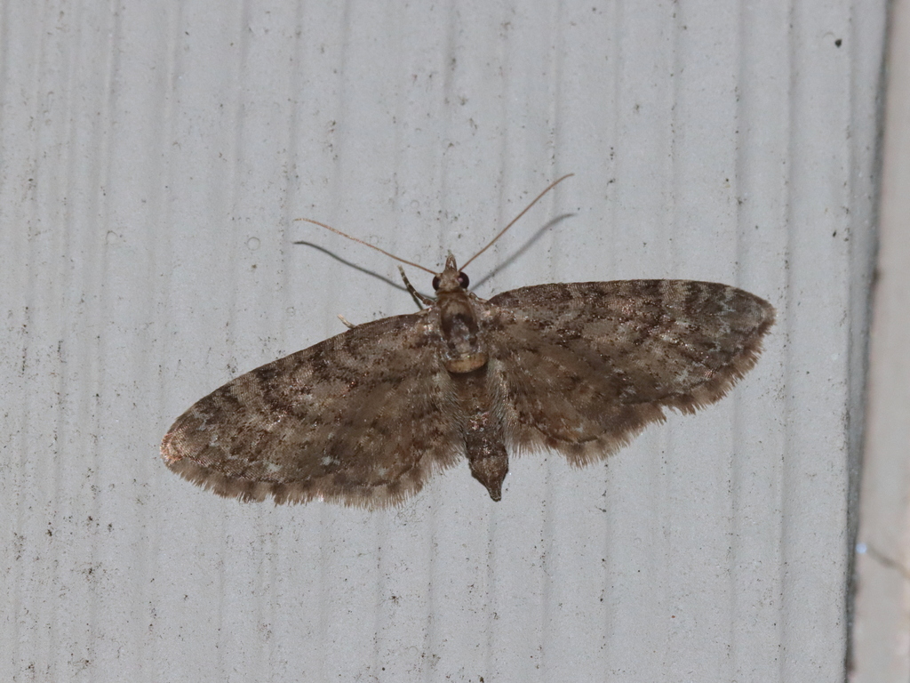 Early Brown Pug