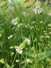 Silene vulgaris