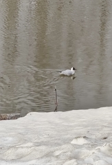 Chroicocephalus ridibundus