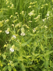 Silene vulgaris