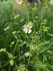 Silene vulgaris