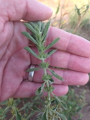 Leucas neuflizeana